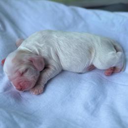 Summer - Buff and white female Cocker Spaniel puppy in Floyds Knobs, Indiana from Sweet Tails