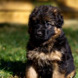 Clementine (Clemmie) - Black and red female German Shepherd puppy in Apex, North Carolina from Milestone GSDs