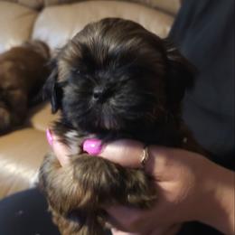 Buster - Black and tan male Shih Tzu puppy in Peoria, Arizona from Shihtzucircusaz
