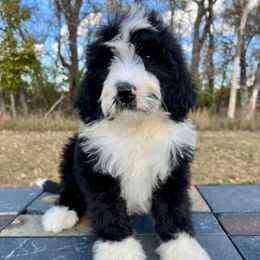 Boston - Black and white male Bernedoodle puppy in Sioux Falls, South Dakota from WhiskeyCreek Doodles