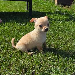 Red - Red and white male Chihuahua puppy in Amity, Pennsylvania from Baxters Chihuahuas