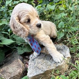 Blaze - Buff and white male Cocker Spaniel puppy in West Plains, Missouri from Ozark Haven Farm