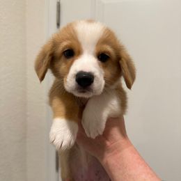 Orange - Red male Pembroke Welsh Corgi puppy in Spring Hill, Florida from Chaotic Canines