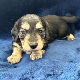 Kirin - Black and cream female Dachshund puppy in Memphis, Tennessee from River City Doxies