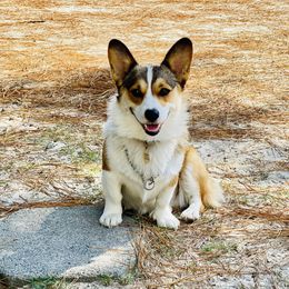Munchkin - Pembroke Welsh Corgi