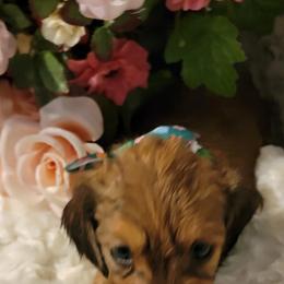 Dachshund Puppies from CLARK'S BREEDING PROGRAM
