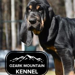Basset Hounds from Ozark Mountain Kennel- Basset Hounds