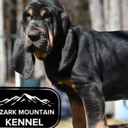 Basset Hounds from Ozark Mountain Kennel- Basset Hounds
