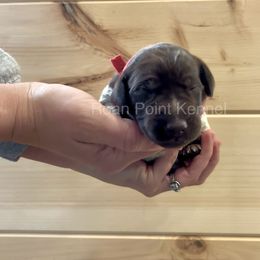 Magnolia-Red Female - Liver roan German Shorthaired Pointer puppy in Payneville, Kentucky from Roan Point Kennel
