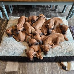 Rhodesian Ridgeback Puppies from Chilolo