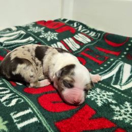 Aurora - Red merle female Miniature Australian Shepherd puppy in Danville, Indiana from Wingler Acres Mini Aussies