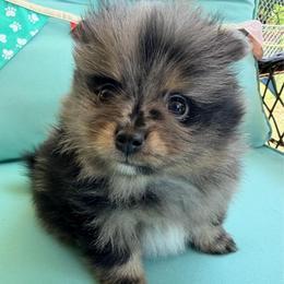 Jelly Bean - Blue merle male Pomeranian puppy in Clarksville, Tennessee from Bee Mine Maltipoos and Pomeranians