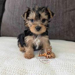 Denali - Black and tan female Yorkshire Terrier puppy in Goodyear, Arizona from Copper State Yorkies