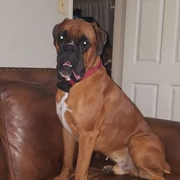 Opie - Boxer