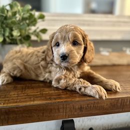 Titus - Golden Cockapoo puppy in Roseville, California from Darby Park Doodles