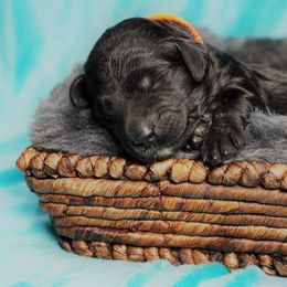 Goldendoodle Puppies from Warren Doodles