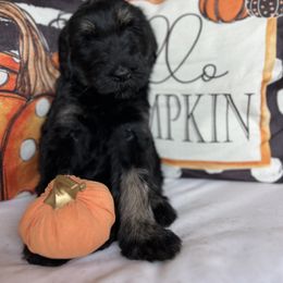 Giant Schnauzer and Miniature Schnauzer Puppies from Hillside Kennels