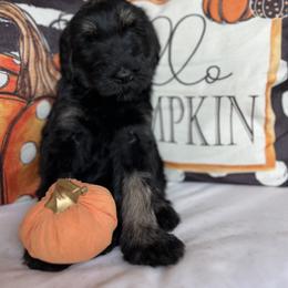 Giant Schnauzer and Miniature Schnauzer Puppies from Hillside Kennels