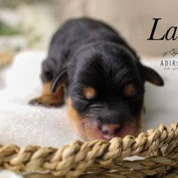Laila - Black and tan female Schnoodle puppy in Plattsburgh, New York from Adirondack Poodles Goldendoodles,Bernedoodles & Schnoodles