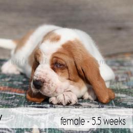Rory - Red and white female Basset Hound puppy in Jefferson City, Missouri from Triple Hill Farm