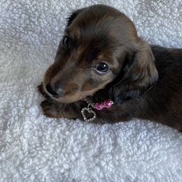 Dachshund Puppies from Bella’s Puppies