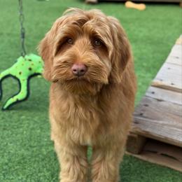 Winter - Caramel red male Australian Labradoodle puppy in Anderson, California from Shaggy Doodles