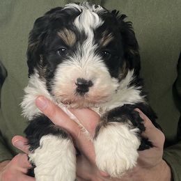 Boy 1 - male Bernedoodle puppy in Clarinda, Iowa from Root and Branch Bernedoodles