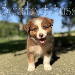 Girl 3 - Red tri-color female Australian Shepherd puppy in Lowell, Indiana from Bearfoot Aussies and Tollers