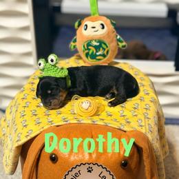 Dachshund puppies from Premier League Paws