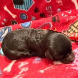 Eve- Peach collar - Black female Goldendoodle puppy in Van Buren, Missouri from Jami’s Goldendoodles & Poodles