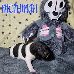 Mothman - White and black male Rat Terrier puppy in Lynn, Alabama from Cryptic Rat Terriers
