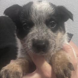 -Boy 3 - Blue male Australian Cattle Dog puppy in Kaufman, Texas from Emberwick Ranch