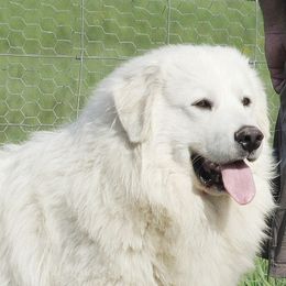 Bogey - Great Pyrenees