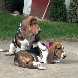 Basset Hound Puppies from Pleasant Bay Basset Hounds