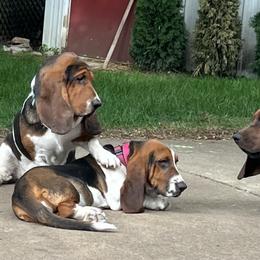 Basset Hound Puppies from Pleasant Bay Basset Hounds