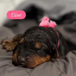 Elise (pink) - Black and tan female Airedale Terrier puppy in Akron, Ohio from Green Family Companion Kennel, LLC