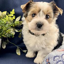 Mango - Parti male Yorkshire Terrier puppy in Stockton, California from Maranatha Yorkies - Stockton