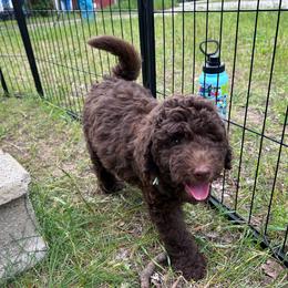 Wren, mint - Brown and white female Aussiedoodle puppy in Grand Haven, Michigan from Happy Hippy Doodles