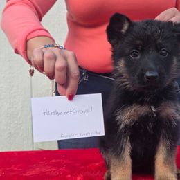 Purple collar girl - Black and tan female German Shepherd puppy in Berry, Alabama from Whisper Gray