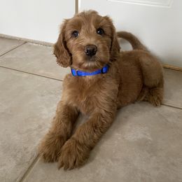 Australian Labradoodle Puppies from Victoria Creek Australian Labradoodles