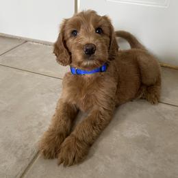 Australian Labradoodle Puppies from Victoria Creek Australian Labradoodles