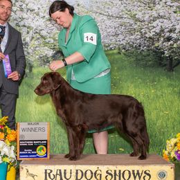Cinder - Flat-Coated Retriever