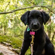 Border Collie, Golden Retriever, and Sporty Mix Puppies from Turbo Border Collies & Coltrievers