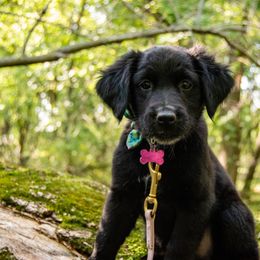Border Collie, Golden Retriever, and Sporty Mix Puppies from Turbo Border Collies & Coltrievers