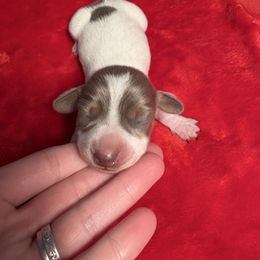 Joy - Piebald female Dachshund puppy in Hawley, Texas from Little e Dachshunds