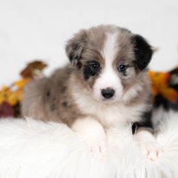 Cloveleaf - Blue merle male Border Collie puppy in Conway, Missouri from 2J 2K Border Collies | Maremma Sheepdogs