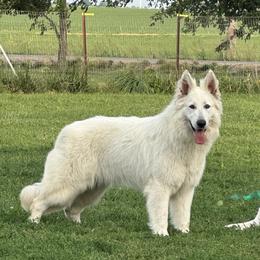 Banshee - White female Berger Blanc Suisse puppy in Scio, Oregon from Moro Shepherds