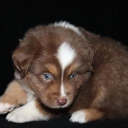 Cupid - Red tri-color male Australian Shepherd puppy in Colorado Springs, Colorado from Rocky Mountain Aussies