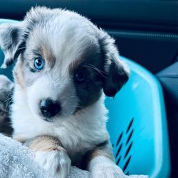 FERB - Blue merle male Toy Australian Shepherd puppy in Syracuse, Indiana from Klenke Toy Aussies