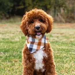 Dutch - Poodle